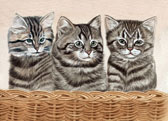 Kitties in a Basket